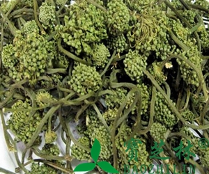 三七花和人参花那个贵