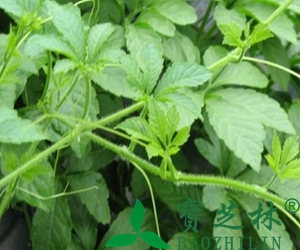 绞股蓝的功效与作用 绞股蓝的药用价值