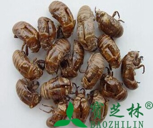 蝉蜕的作用功效和食用方法