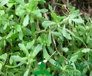 鹅不食草治鼻炎 鹅不食草的功效与作用