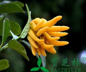 佛手的药理功效与作用