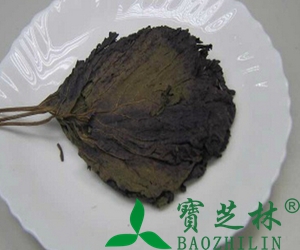 紫苏叶泡水喝的吃法