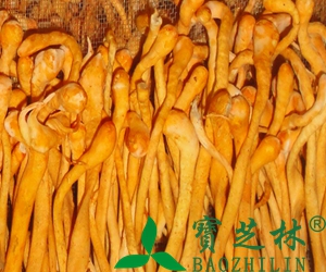 虫草花的吃法和做法