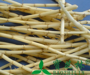 白茅根有什么功效和作用