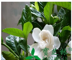 栀子有哪些功效与作用