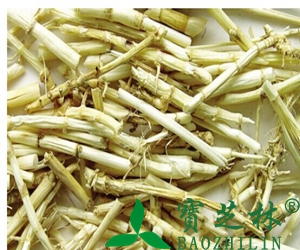芦根有什么功效与作用