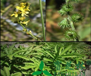 仙鹤草图片 仙鹤草的功效与作用