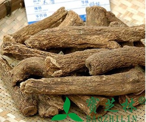 木香图片 木香的功效与作用