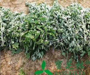 罗汉果糖水的功效和好处 罗汉果糖水的做法