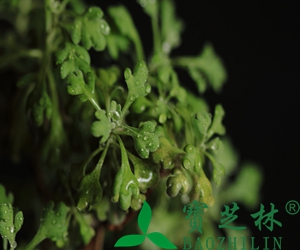 玫瑰花怎么保鲜 玫瑰花保鲜方法技巧