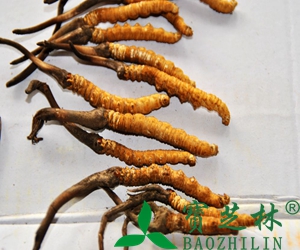阿胶保质期多久 阿胶有没有保质期