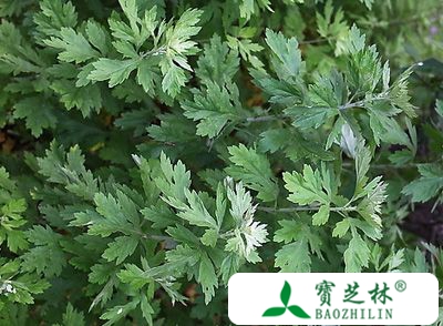 艾草的功效与作用 促长寿的神奇之草