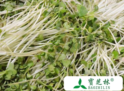 绿豆芽的营养价值 吃绿豆芽能治疗口腔溃疡