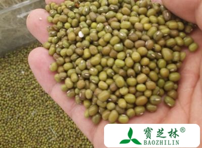 绿豆的营养价值 常吃绿豆对身体好