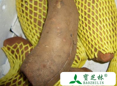 雪莲果的营养价值 雪莲果的功效有哪些