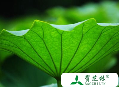 荷叶的多种用途