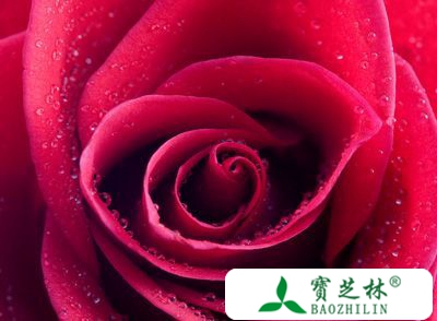 玫瑰花的营养价值 玫瑰花竟有如此功效