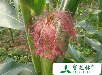 玉米须的作用 玉米须煮水喝竟有这效果
