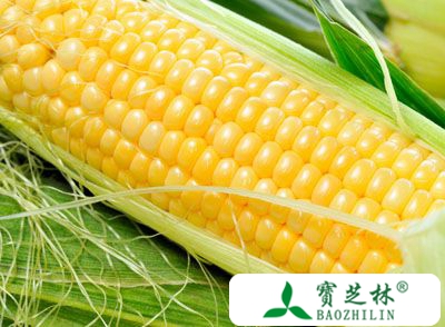 玉米的功效与作用 每天啃煮棒子好处多