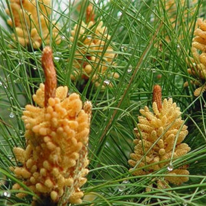 松花粉对人体有那些功效 详解松花粉吃多了会上火吗