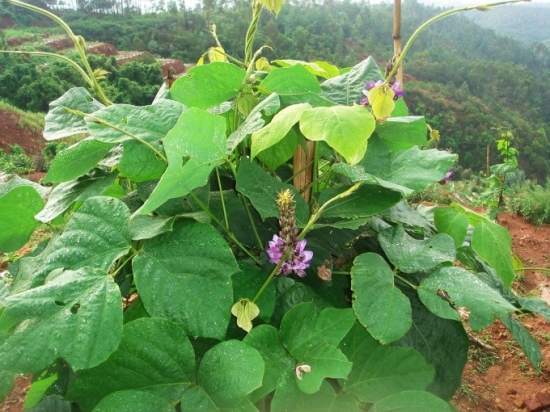 葛根的作用与功效 如何科学食用葛根