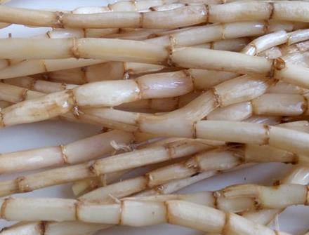 常见的白茅根的功效与作用都有哪些 白茅根真的可以吃吗