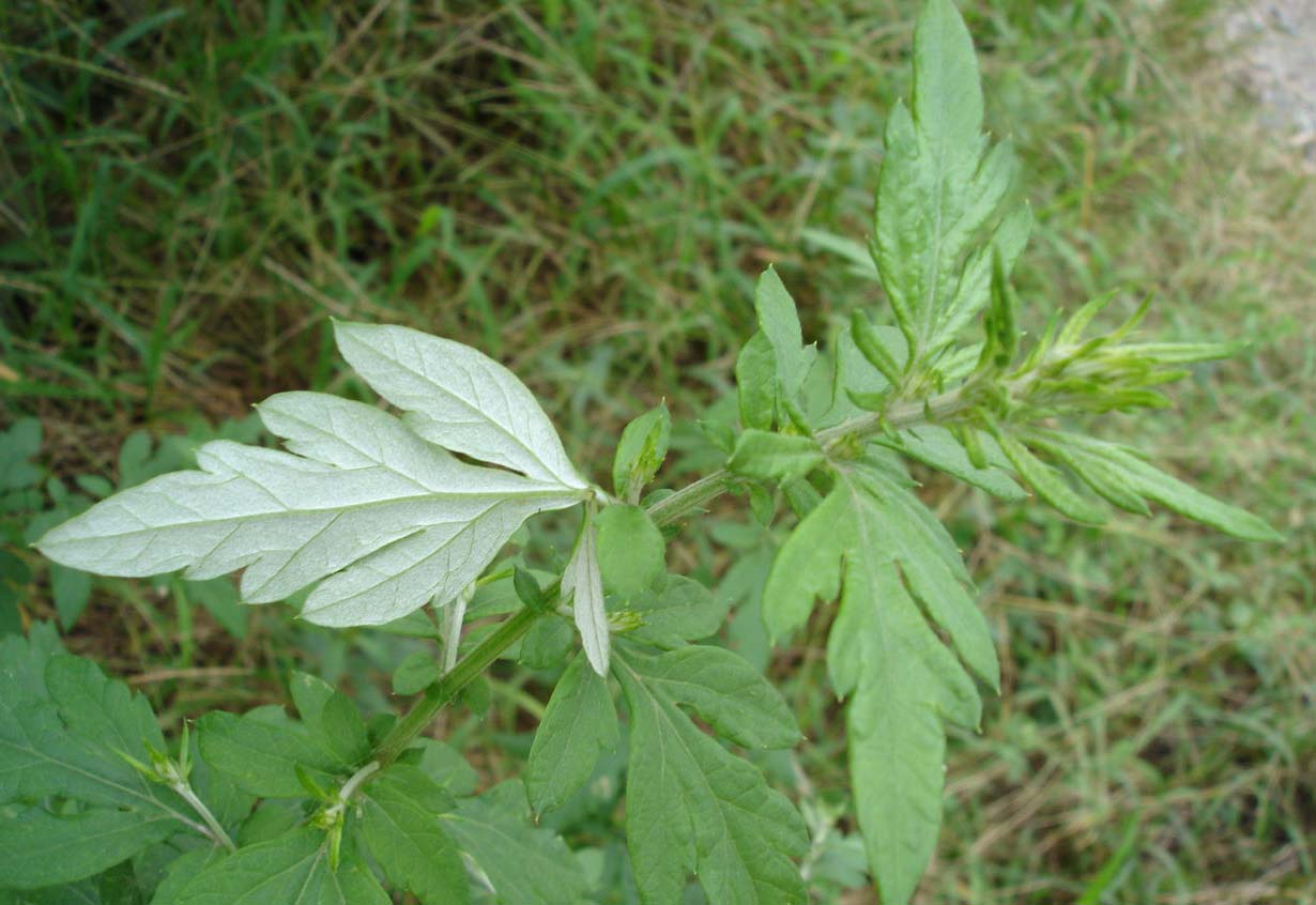 艾叶的功效与作用 艾草应用范围