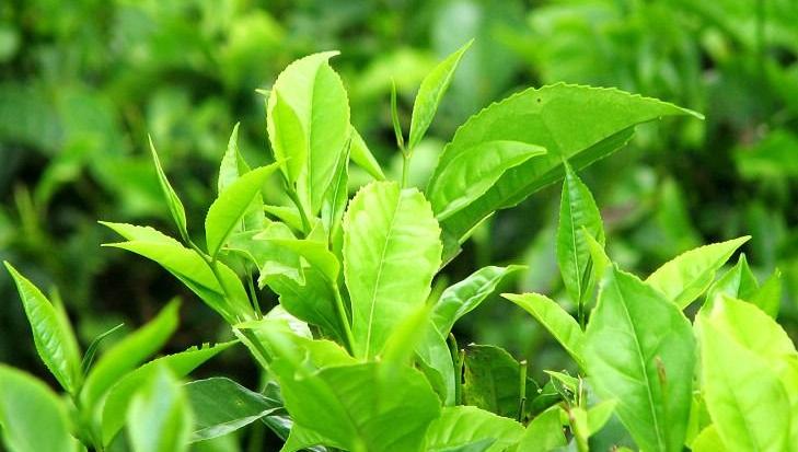 夏天喝绿茶有哪些好处呢 清新爽口还养生